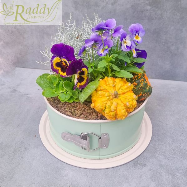 Autumn mini garden with violets