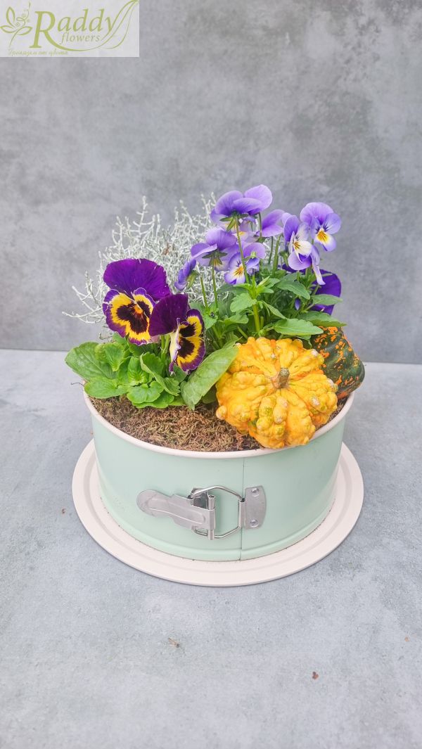 Autumn mini garden with violets
