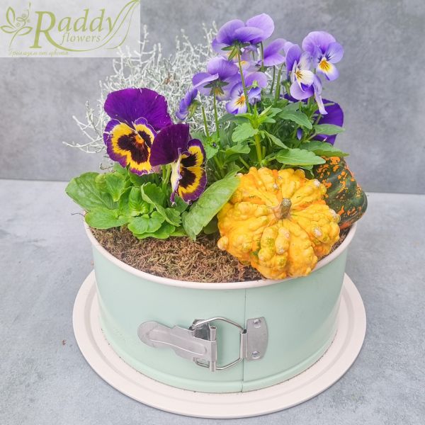 Autumn mini garden with violets