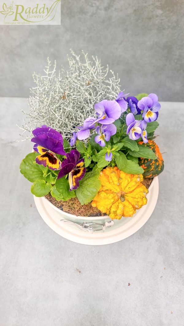 Autumn mini garden with violets