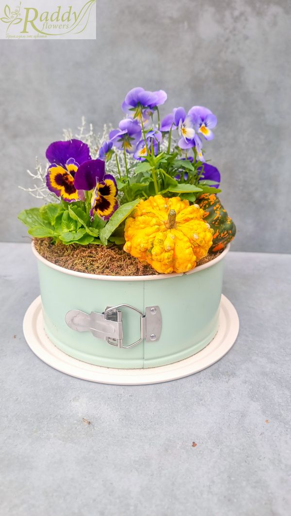 Autumn mini garden with violets