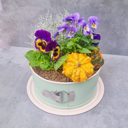 Autumn mini garden with violets