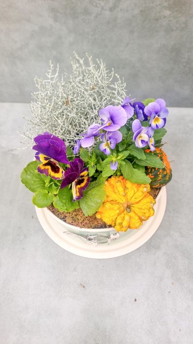 Autumn mini garden with violets