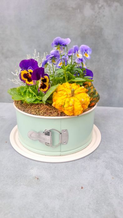 Autumn mini garden with violets